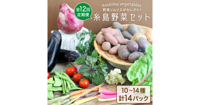 【ふるさと納税】【全12回定期便】旬を味わう『糸島野菜セット』年12回お届けコース 野菜ソムリエ松永 vegeLabo [AJB003] 240000円 24万円 200000円 20万