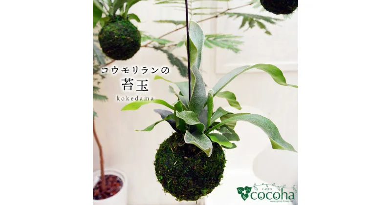 【ふるさと納税】吊るしてオシャレ『コウモリランの苔玉』 糸島 / cocoha [AWB004] 14000円