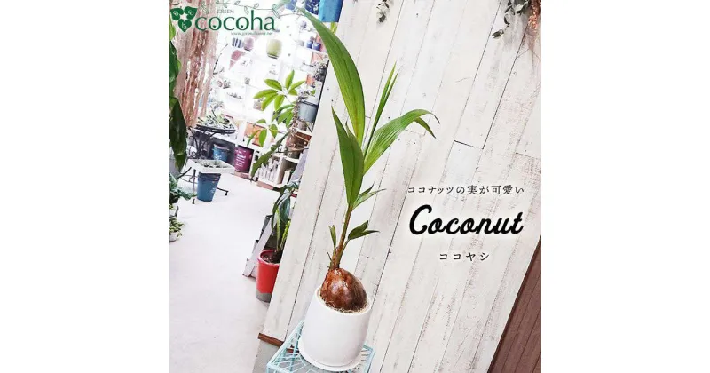 【ふるさと納税】ココナッツの実が可愛いヤシの木『ココヤシ』 糸島 / cocoha [AWB012] 33000円