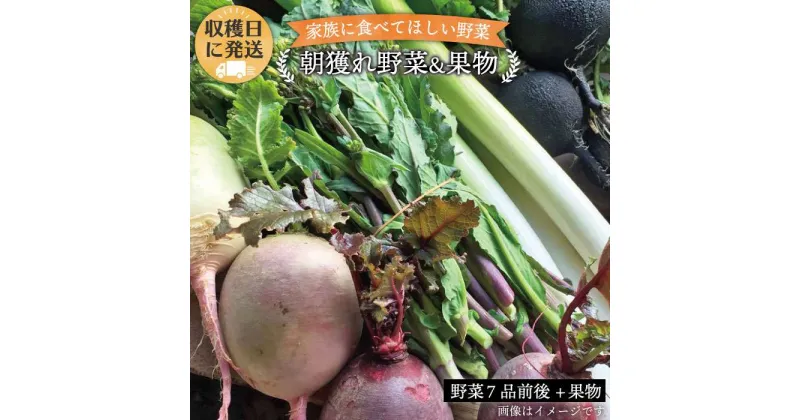 【ふるさと納税】朝獲れ！野菜7品(前後)セット＋果物 オーガニックナガミツファーム [AGE004] 10000円 1万円