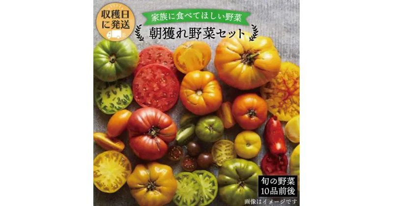 【ふるさと納税】朝獲れ！糸島野菜セット(10品前後) オーガニックナガミツファーム [AGE003] 11000円