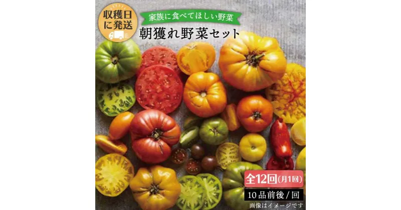 【ふるさと納税】【全12回定期便(月1回)】☆畑直送☆【福岡県糸島産】朝獲れ＊野菜セット(10品前後) オーガニックナガミツファーム [AGE012] 129000円 100000円 10万