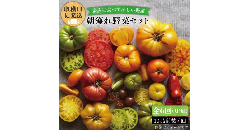 【ふるさと納税】【全6回定期便(月1回)】☆畑直送☆【福岡県糸島産】朝獲れ＊野菜セット(10品前後) オーガニックナガミツファーム [AGE009] 65000円