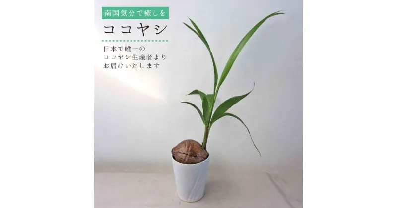 【ふるさと納税】観葉植物『ココヤシ』糸島【はざま園芸】インテリア/緑のある暮らし/飾り/グリーン [AND004] 22000円