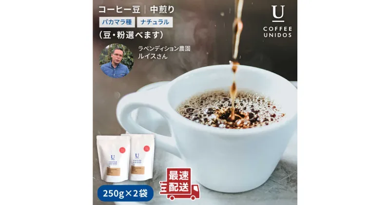 【ふるさと納税】中煎りコーヒー豆250g×2袋 (豆・粉選べます) ニカラグア産ラベンディション農園パカマラ種ナチュラル ≪糸島市≫【COFFEE UNIDOS】珈琲/カフェ/コーヒー粉/ [AQF001] 16000円 常温