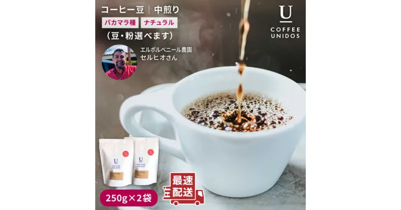 【ふるさと納税】中煎りコーヒー豆250g×2袋 (豆・粉選べます) エルポルベニール農園パカマラ種ナチュラル《糸島市》【COFFEE UNIDOS】珈琲/カフェ/コーヒー粉 [AQF004] 15000円 常温