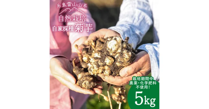 【ふるさと納税】【先行予約】 糸島産 菊芋 5kg 自然栽培 【2024年11月以降順次発送】 糸島市 / 大石ファーム [ATE008] 18000円 常温