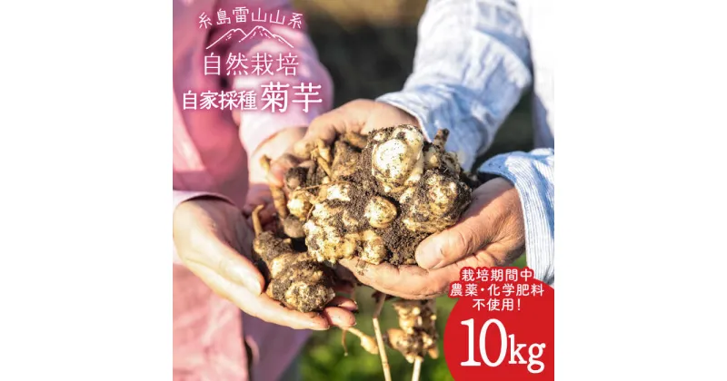 【ふるさと納税】【先行予約】 糸島産 菊芋 10kg 自然栽培 【2024年11月以降順次発送】 糸島市 / 大石ファーム [ATE009] 30000円 3万円 常温