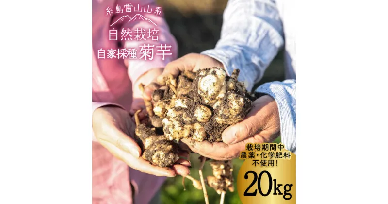 【ふるさと納税】【先行予約】 糸島産 菊芋 20kg 自然栽培 【2024年11月以降順次発送】 糸島市 / 大石ファーム [ATE010] 54000円 常温