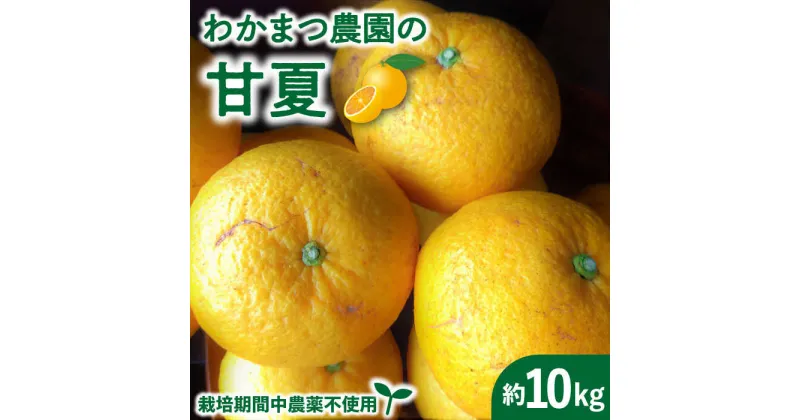 【ふるさと納税】【有機栽培】【先行予約】甘夏 10kg 栽培期間中 農薬不使用【2025年4月中旬以降順次発送】 糸島市 / わかまつ農園 [AHB016] 19000円 果物 フルーツ