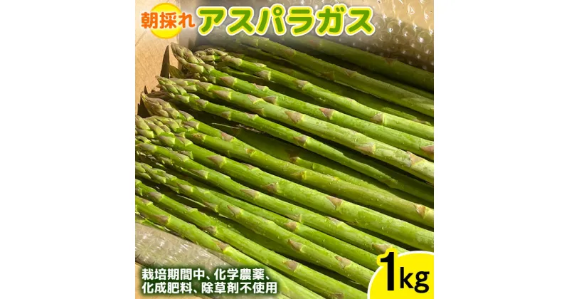 【ふるさと納税】【先行予約】栽培期間中農薬不使用！ 朝採れのアスパラガス 1kg 糸島市 / 高橋農園 [ANM001] 12000円 1万2千円 アスパラ 野菜