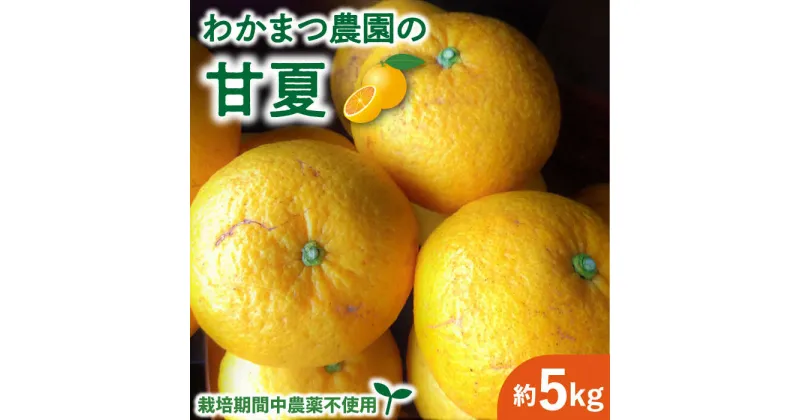 【ふるさと納税】【有機栽培】【先行予約】甘夏 5kg 栽培期間中 農薬不使用 【2025年4月中旬以降順次発送】糸島市 / わかまつ農園 [AHB050] 11000円 果物 フルーツ