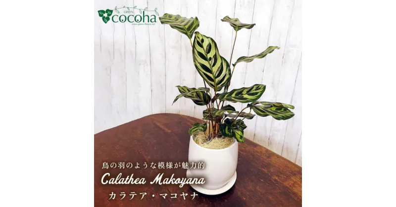 【ふるさと納税】葉模様が独特で美しい『カラテア・マコヤナ』 糸島市 / cocoha [AWB023] 観葉植物 グリーン 17000円