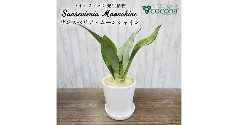 【ふるさと納税】マイナスイオン発生植物『サンスベリア・ムーンシャイン』 糸島市 / cocoha [AWB024] 観葉植物 17000円