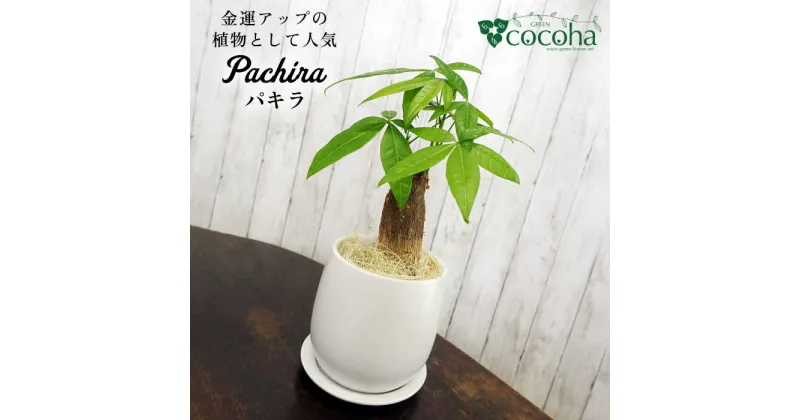 【ふるさと納税】発財樹『パキラ』money tree 糸島市 / cocoha 観葉植物 グリーン インテリア [AWB026] 15000円 1万5千円 常温 植物