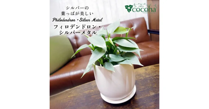 【ふるさと納税】シルバーリーフが美しい『フィロデンドロン・シルバーメタル』糸島市 / cocoha [AWB029] 19000円