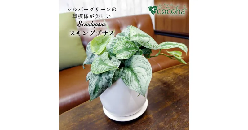 【ふるさと納税】シルバーグリーンの斑模様が美しい『スキンダプサス』糸島市 / cocoha [AWB030] 20000円 2万円