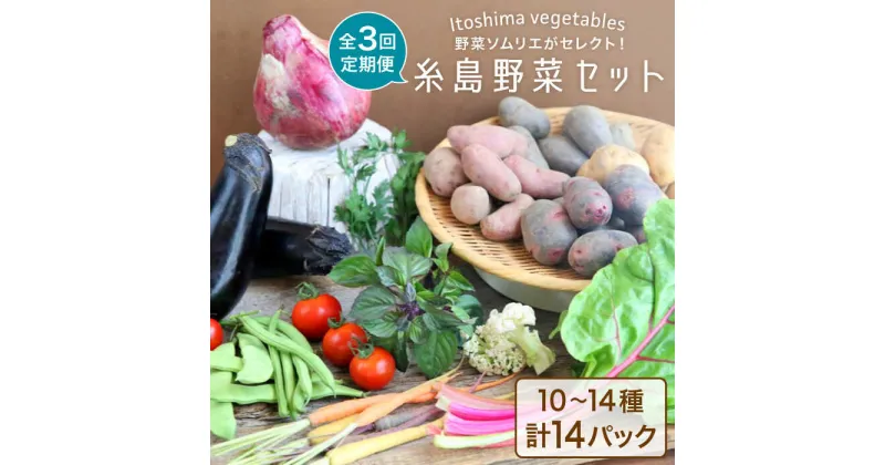 【ふるさと納税】【全3回定期便】旬を味わう『糸島野菜セット』 イタリア野菜 オーガニック 3回お届けコース 10～14種（計14パック） 糸島市 / 野菜ソムリエ松永 vegeLabo [AJB004] 60000円 6万円