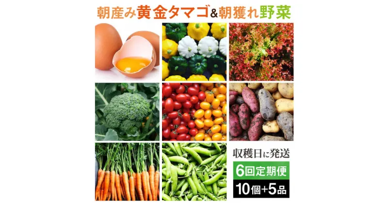 【ふるさと納税】【全6回定期便】糸島の朝産み黄金タマゴ10個 朝どれ新鮮野菜5品 セット【福岡県糸島産】 糸島市 / オーガニックナガミツファーム 玉子 やさい[AGE048]