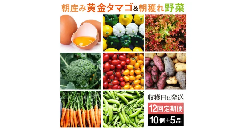 【ふるさと納税】【全12回定期便】糸島の朝産み黄金タマゴ10個 朝どれ新鮮野菜5品 セット【福岡県糸島産】 糸島市 / オーガニックナガミツファーム 玉子 やさい[AGE049] 100000円 10万