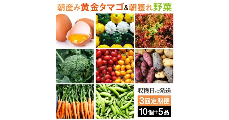 【ふるさと納税】【全3回定期便】糸島の朝産み黄金タマゴ10個 朝どれ新鮮野菜5品 セット【福岡県糸島産】 糸島市 / オーガニックナガミツファーム 玉子 やさい[AGE047]