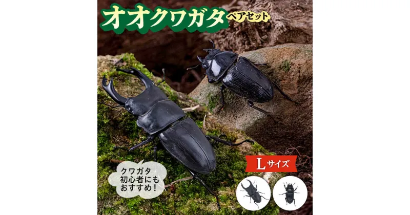 【ふるさと納税】オオクワガタ ペア (Lサイズ)　糸島市 / 糸島クワガタの森 昆虫 ペット[AUN004]