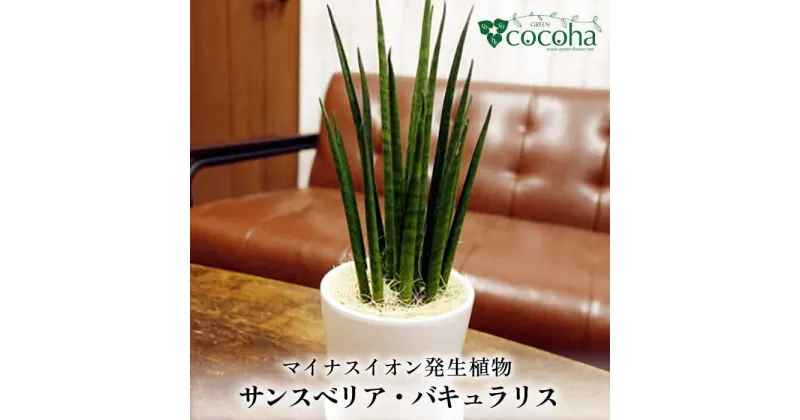 【ふるさと納税】マイナスイオン発生植物 『サンスベリア・バキュラリス』 糸島市 / cocoha 観葉植物 グリーン インテリア [AWB036] 16000円