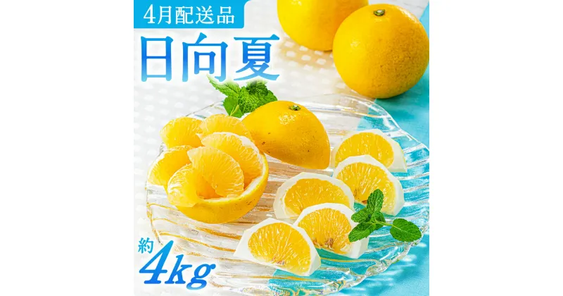 【ふるさと納税】いわくま果樹園の「日向夏」約4kg／2025年4月発送予定.AA098