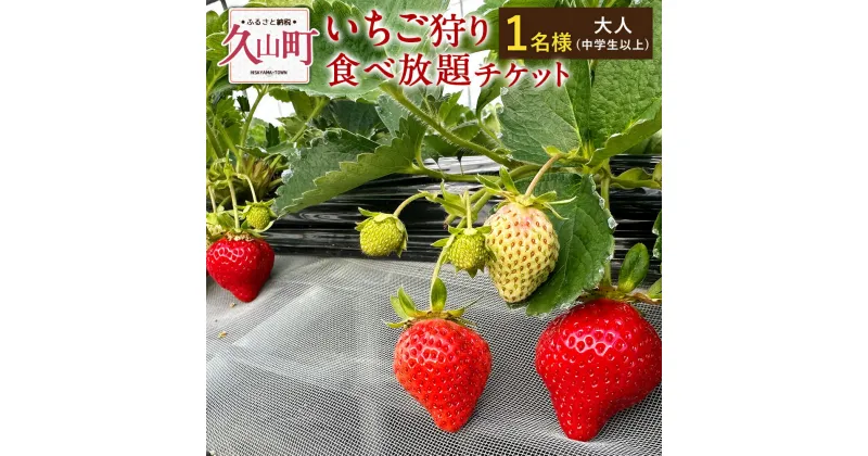 【ふるさと納税】いちご狩り 食べ放題チケット 60分 大人(中学生以上) 【1名様】 苺 イチゴ 高設栽培 体験 フルーツ狩り 果物狩り 利用券 チケット 九州 福岡 やすこうち農園 送料無料