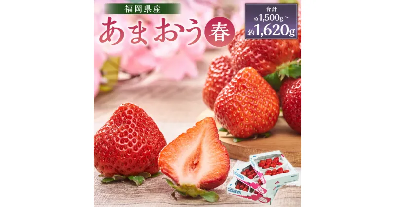 【ふるさと納税】福岡産【春】あまおう 6パック（1パックあたり約250g～270g）いちご イチゴ 苺 ベリー 果物 くだもの フルーツ 冷蔵 国産 九州 福岡県 岡垣町 送料無料【2025年2月上旬～3月下旬発送予定】