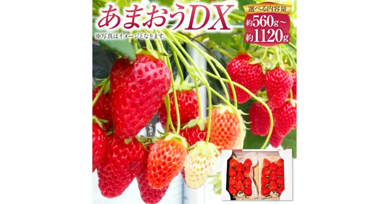 【ふるさと納税】あまおうDX 〈選べる〉 約280g×2～4パック 合計約560g～1120g あまおう いちご イチゴ 苺 ストロベリー ベリー フルーツ 果物 春 旬 九州 国産 福岡県産 送料無料 【2025年2月上旬～4月上旬発送予定】