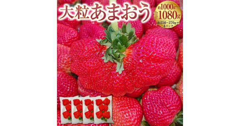 【ふるさと納税】大粒あまおう 約250～270g×4パック 合計約1000～1080g あまおう いちご イチゴ 苺 ストロベリー ベリー フルーツ 果物 春 旬 九州 国産 福岡県産 送料無料【2025年2月上旬～4月上旬発送予定】