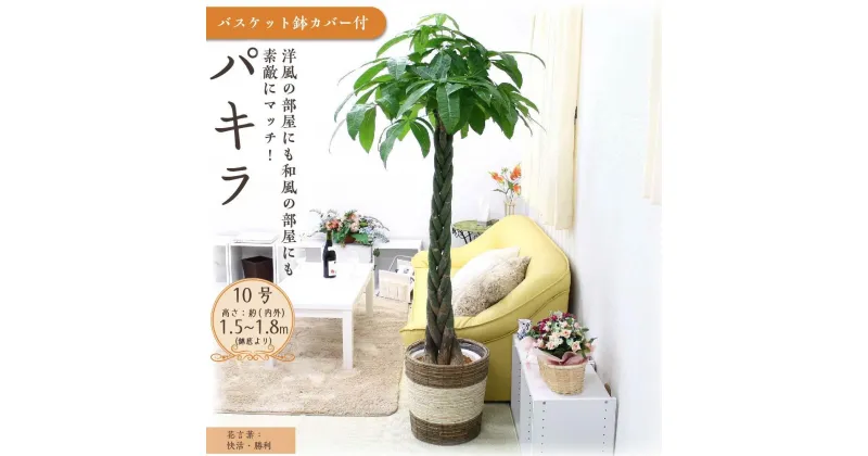 【ふるさと納税】＼最短7～14営業日以内発送／【観葉植物】パキラ 10号 ストライプバスケット鉢カバー | 楽天ふるさと 納税 観葉植物 植物 グリーン 緑 インテリア 室内 リラックス マイナスイオン 自然 おしゃれ オシャレ 癒し プレゼント ギフト 鉢付 筑前町 送料無料