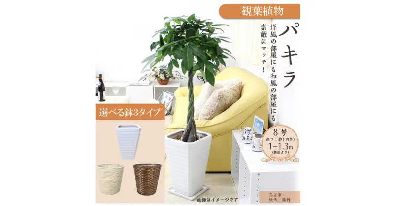 【ふるさと納税】【観葉植物】パキラ 8号 | 楽天ふるさと 納税 観葉植物 植物 グリーン 緑 インテリア 室内 リラックス マイナスイオン 自然 おしゃれ オシャレ 癒し プレゼント ギフト 鉢付 筑前町 送料無料