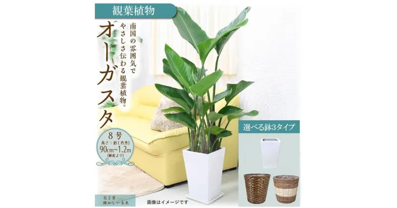 【ふるさと納税】【観葉植物】オーガスタ 8号 | 楽天ふるさと 納税 観葉植物 植物 グリーン 緑 インテリア 室内 リラックス マイナスイオン 自然 おしゃれ オシャレ 癒し プレゼント ギフト 鉢付 筑前町 送料無料