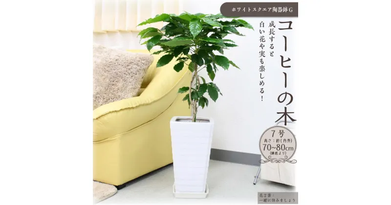 【ふるさと納税】【観葉植物】コーヒーの木 7号 ホワイトスクエア陶器G 土の表面:ウッドチップ | 楽天ふるさと 納税 観葉植物 植物 グリーン 緑 インテリア 室内 リラックス マイナスイオン 自然 おしゃれ オシャレ 癒し プレゼント ギフト 鉢付 筑前町 送料無料