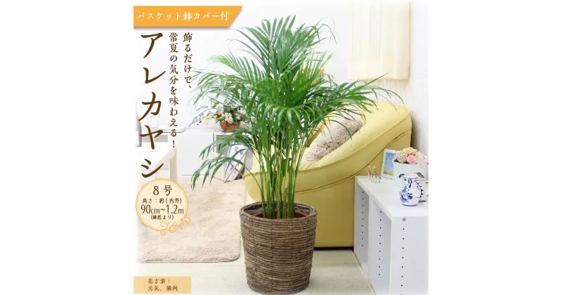 【ふるさと納税】【観葉植物】アレカヤシ 8号 ブラウンバスケット鉢カバー 土の表面:ウッドチップ | 楽天ふるさと 納税 観葉植物 植物 グリーン 緑 インテリア 室内 リラックス マイナスイオン 自然 おしゃれ オシャレ 癒し プレゼント ギフト 鉢付 筑前町 送料無料