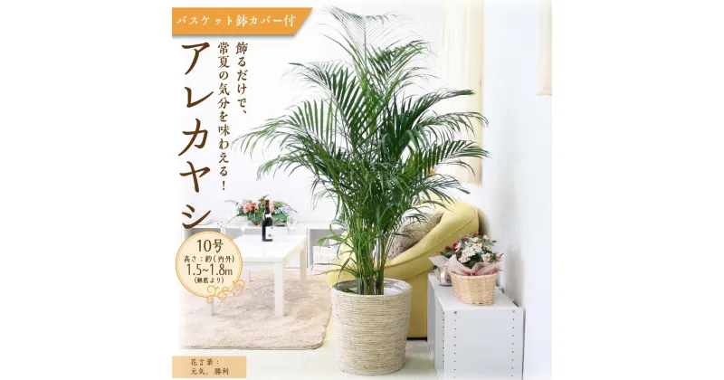 【ふるさと納税】＼最短7～14営業日以内発送／【観葉植物】アレカヤシ 10号 ホワイトバスケット鉢 | 楽天ふるさと納税 グリーン 緑 インテリア 室内 リラックス マイナスイオン 自然 おしゃれ 癒し プレゼント ギフト バスケット 鉢付 送料無料