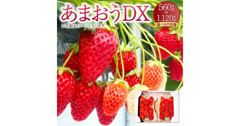 【ふるさと納税】あまおうDX 合計 560g もしくは 1120g 1パック 約280g あまおう イチゴ いちご 苺 ストロベリー ベリー くだもの 果物 フルーツ 旬 国産 九州 福岡県 大刀洗町 送料無料 【2025年2月上旬～4月上旬発送予定】