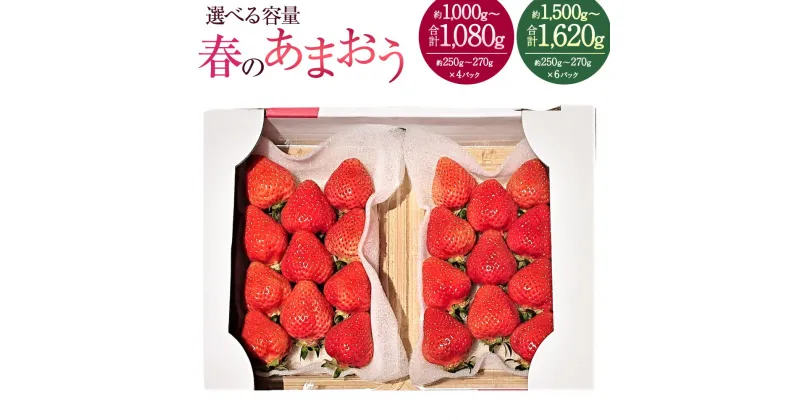 【ふるさと納税】【選べる 容量】春のあまおう 2L・2A・G規格以上 合計約1000～1080g／1500～1620g 1パック約250～270g 4パック／6パック あまおう いちご 苺 イチゴ ストロベリー ベリー フルーツ くだもの 果物 旬 冷蔵 国産 九州 【2025年3月上旬～4月下旬発送予定】