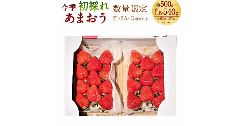 【ふるさと納税】今季初採れ あまおう 2パック【数量限定】約500～540g（約250～270g×2パック）2L 2A G以上 初採れ いちご イチゴ 苺 果物 くだもの フルーツ 冷蔵 国産 九州 福岡県 大刀洗町 送料無料【2024年12月上旬～2025年1月下旬発送予定】