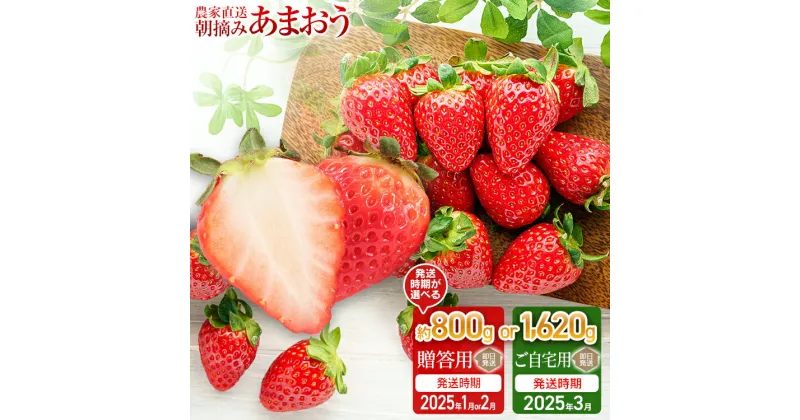 【ふるさと納税】いちご イチゴ 苺 あまおう 800g 1620g 選べる朝摘みあまおう 約800g(約400g×2パック)【2025年1月or2月中順次発送予定】or約1620g(約270g×6パック) 【2025年3月中順次発送予定】 大木町産 池上農園 BD-S0001 BD01-1 BD01-2 BD05