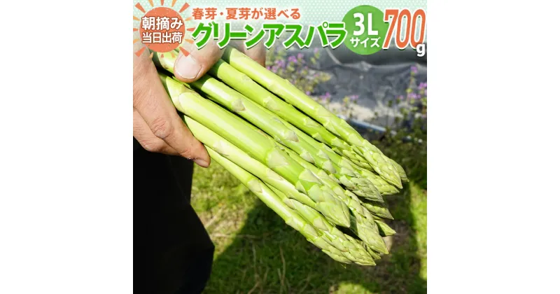 【ふるさと納税】先行予約 数量限定 アスパラ 3Lサイズ 700g 朝採り 直送 選べる 春芽 夏芽 グリーンアスパラガス 朝採れ BT01 BT05