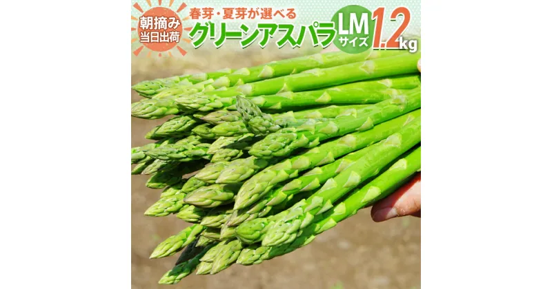 【ふるさと納税】配送時期が選べる 予約 数量限定 アスパラ LMサイズ 1.2kg 朝採り 直送 選べる 春芽 夏芽 グリーンアスパラガス 朝採れ BT03 BT07