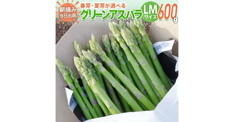 【ふるさと納税】野菜 アスパラ 配送時期が選べる 予約 数量限定 LM サイズ 600g 朝採り 直送 選べる 春芽 夏芽 　夏野菜 グリーンアスパラガス 朝採れ BT10 BT11