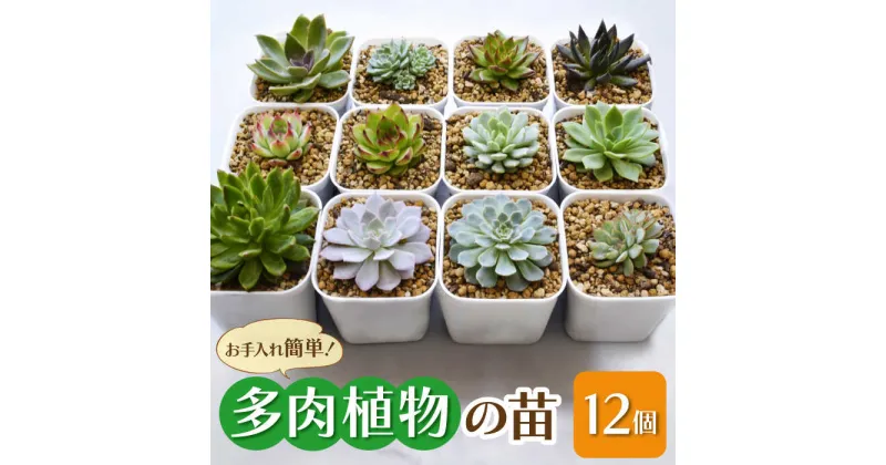 【ふるさと納税】多肉 植物 苗 12個 セット 福岡 八女 広川　広川町 / plantsfunshopnatur[AFAT005]