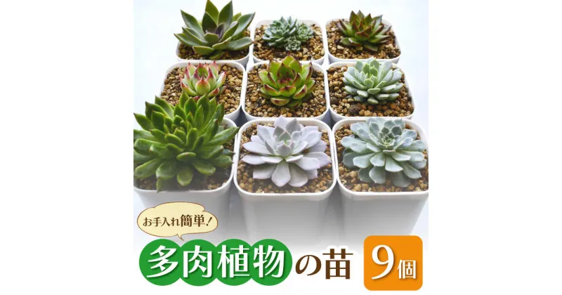 【ふるさと納税】多肉 植物 苗 9個 セット 福岡 八女 広川　広川町 / plantsfunshopnatur[AFAT004]