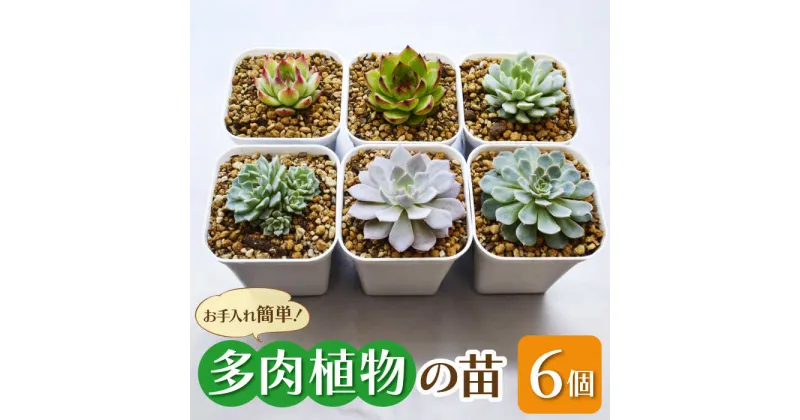 【ふるさと納税】多肉 植物 苗 6個 セット 福岡 八女 広川　広川町 / plantsfunshopnatur[AFAT003]