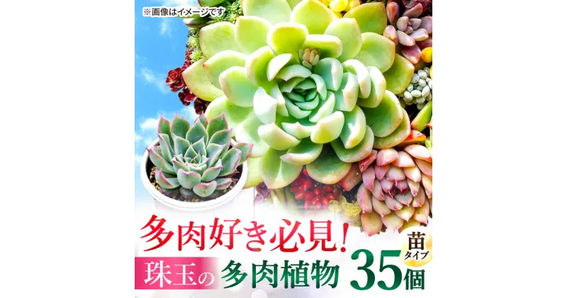 【ふるさと納税】多肉植物 苗 35個セット 福岡 八女 広川　広川町/plantsfunshopnatur[AFAT009]