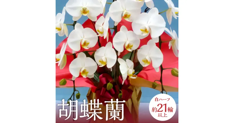 【ふるさと納税】胡蝶蘭 白ハーフ21輪以上 縦60～90cm 横50cm 奥行50cm 花径9～12cm 花 フラワーギフト コチョウラン 観葉植物 観賞用 贈答用 インテリア たんぼのラン屋さん 国産 九州産 福岡県産 糸田町産 送料無料 【2025年3月上旬発送開始】